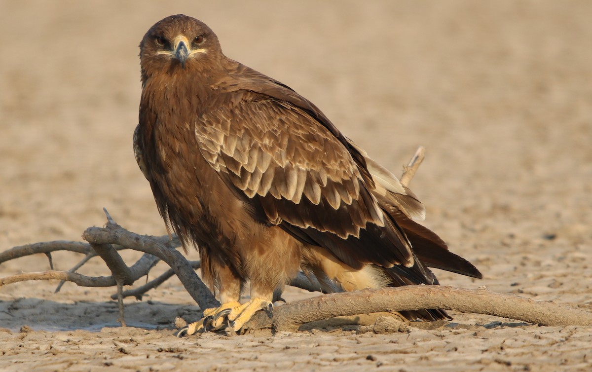 Steppe Eagle - ML103470451