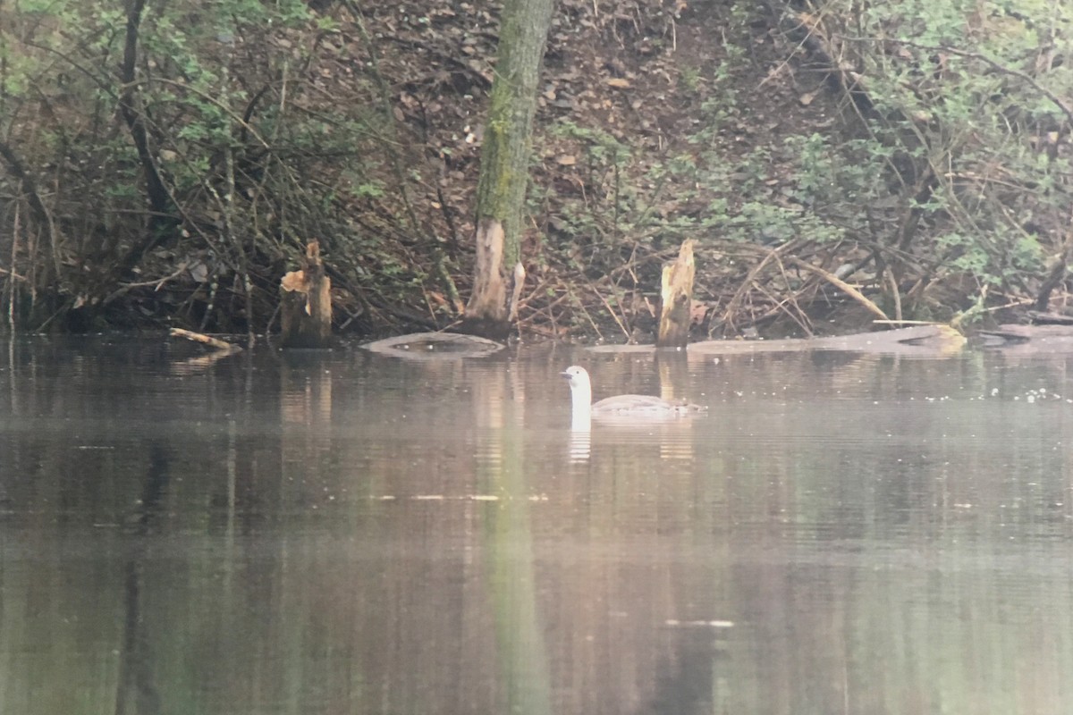 Red-throated Loon - ML103471221