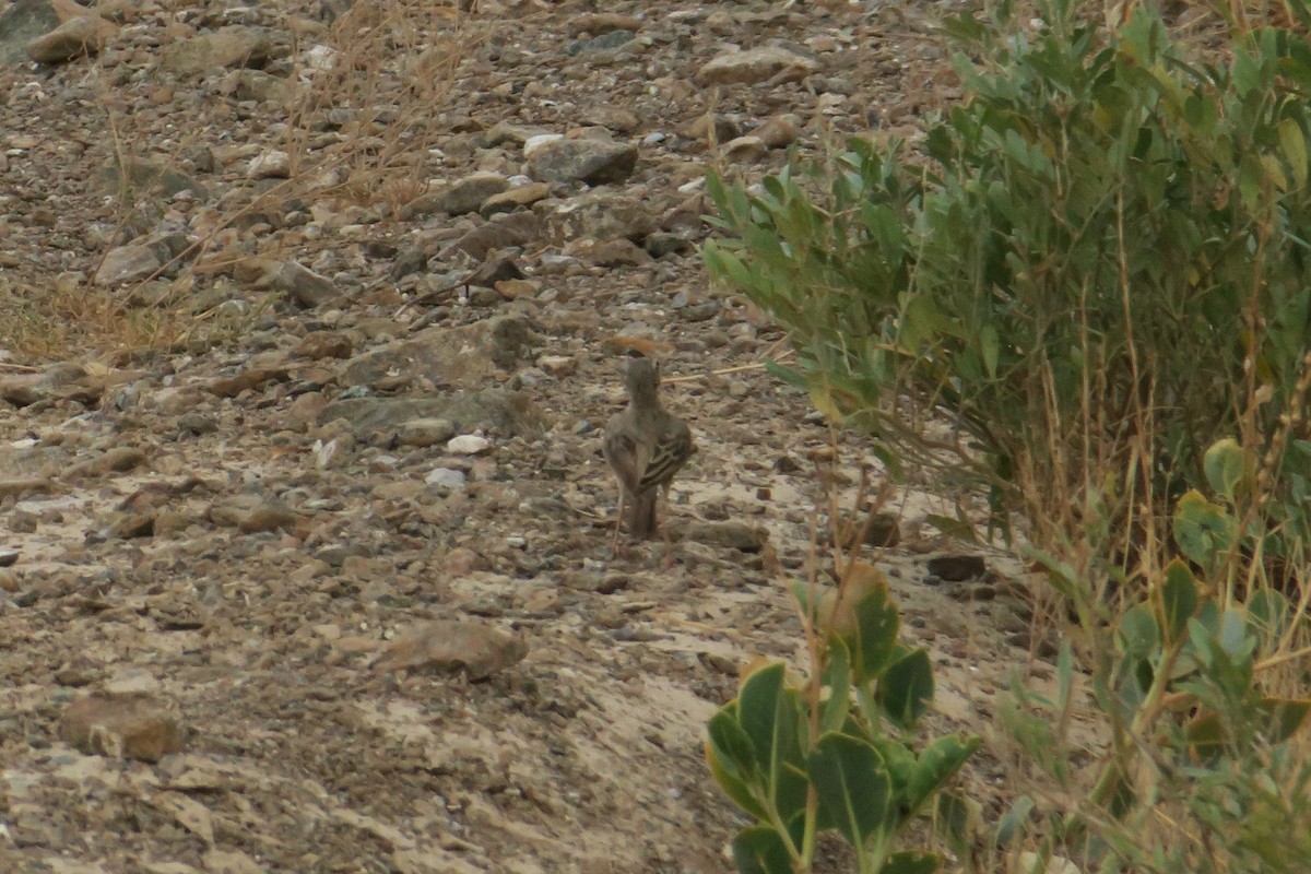 Long-billed Pipit - ML103471941