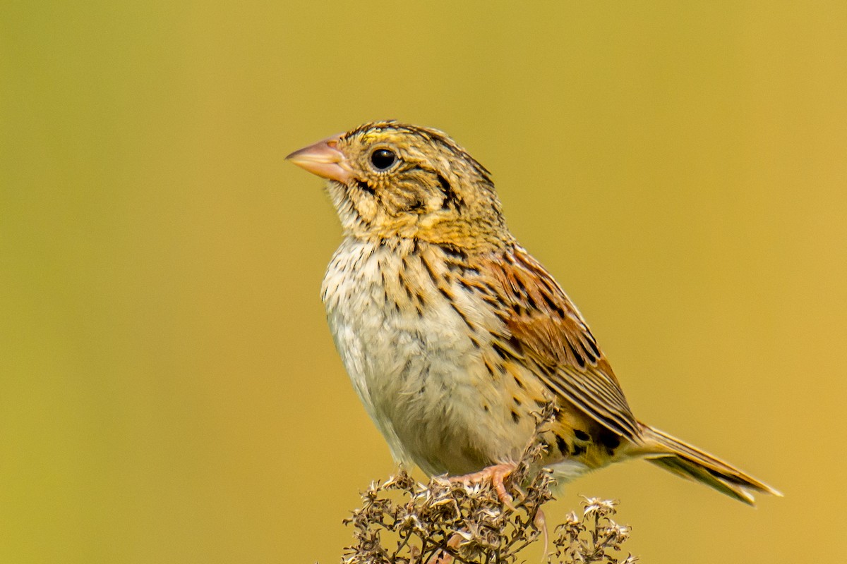 Henslow's Sparrow - Ronald Cordes