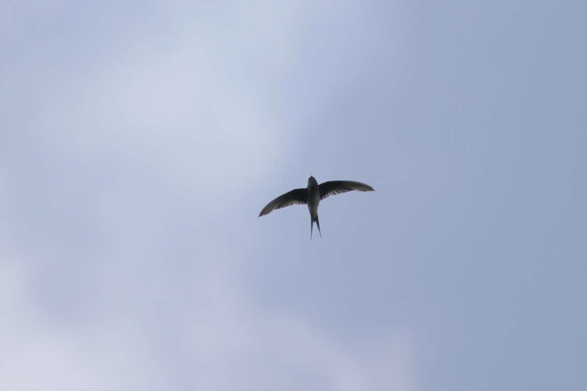 Whiskered Treeswift - ML103473051