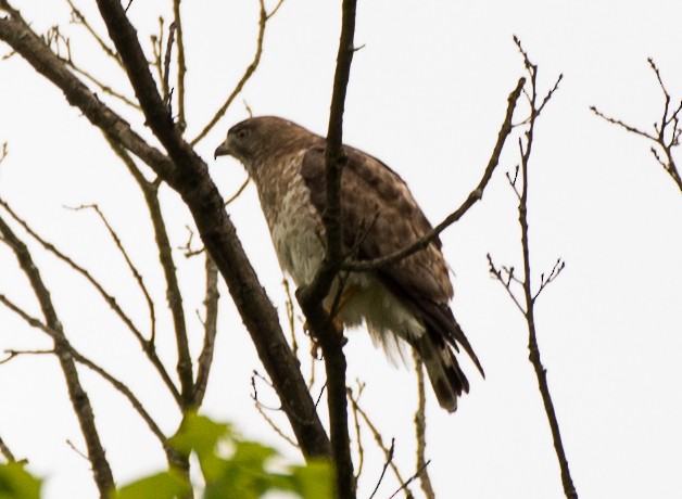 Broad-winged Hawk - Karol Pasquinelli