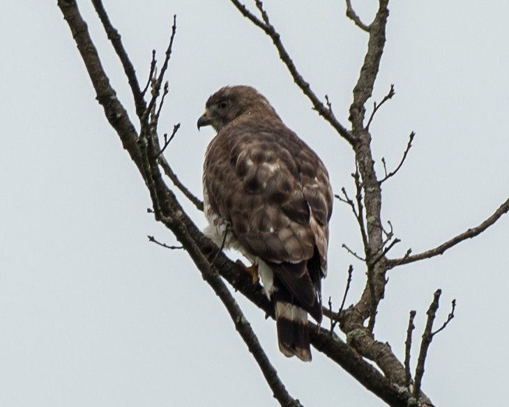 Broad-winged Hawk - Karol Pasquinelli