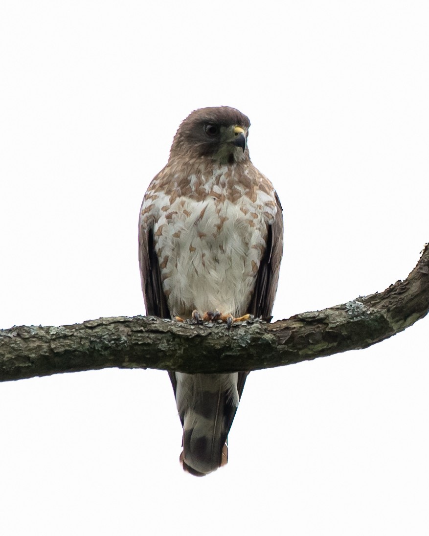 Broad-winged Hawk - Karol Pasquinelli