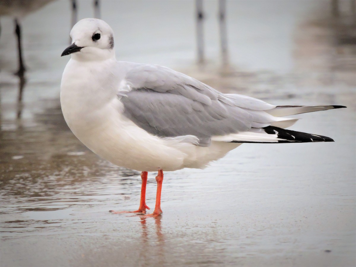 Bonaparte's Gull - ML103473601