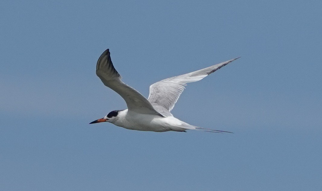 Forster's Tern - ML103474531