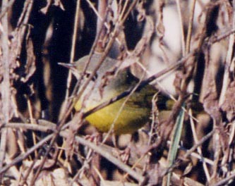 MacGillivray's Warbler - Mike Andersen