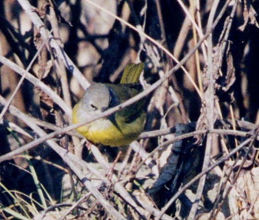 MacGillivray's Warbler - ML103474901