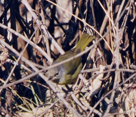 MacGillivray's Warbler - ML103474911