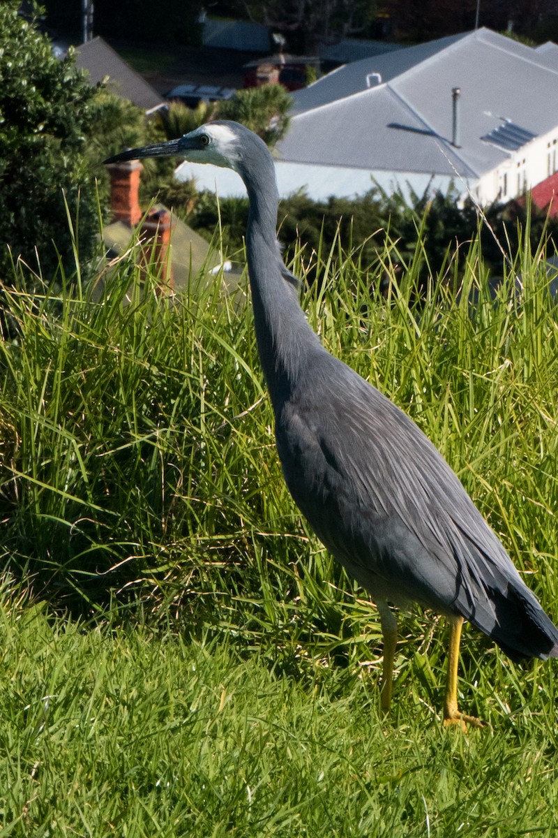White-faced Heron - ML103476191