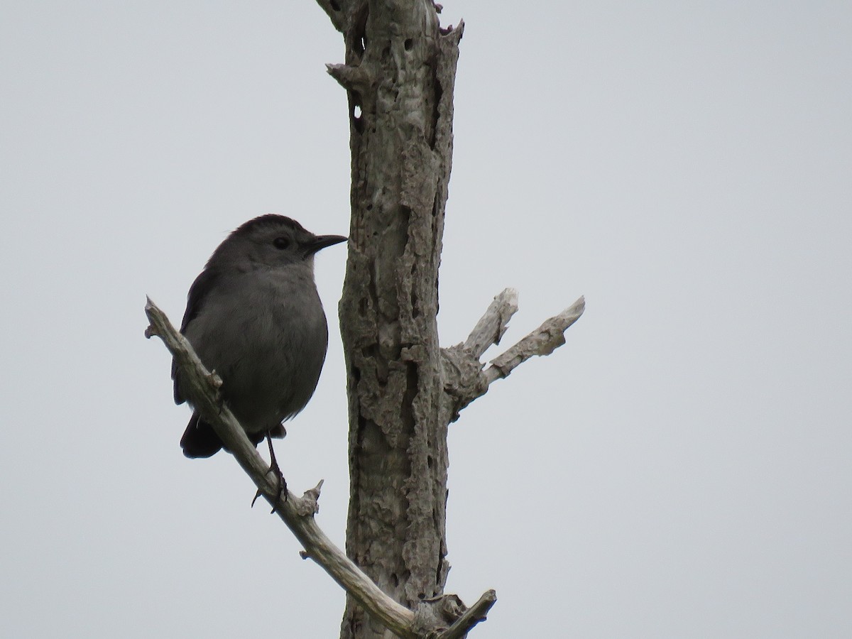 Gray Catbird - Roger Debenham
