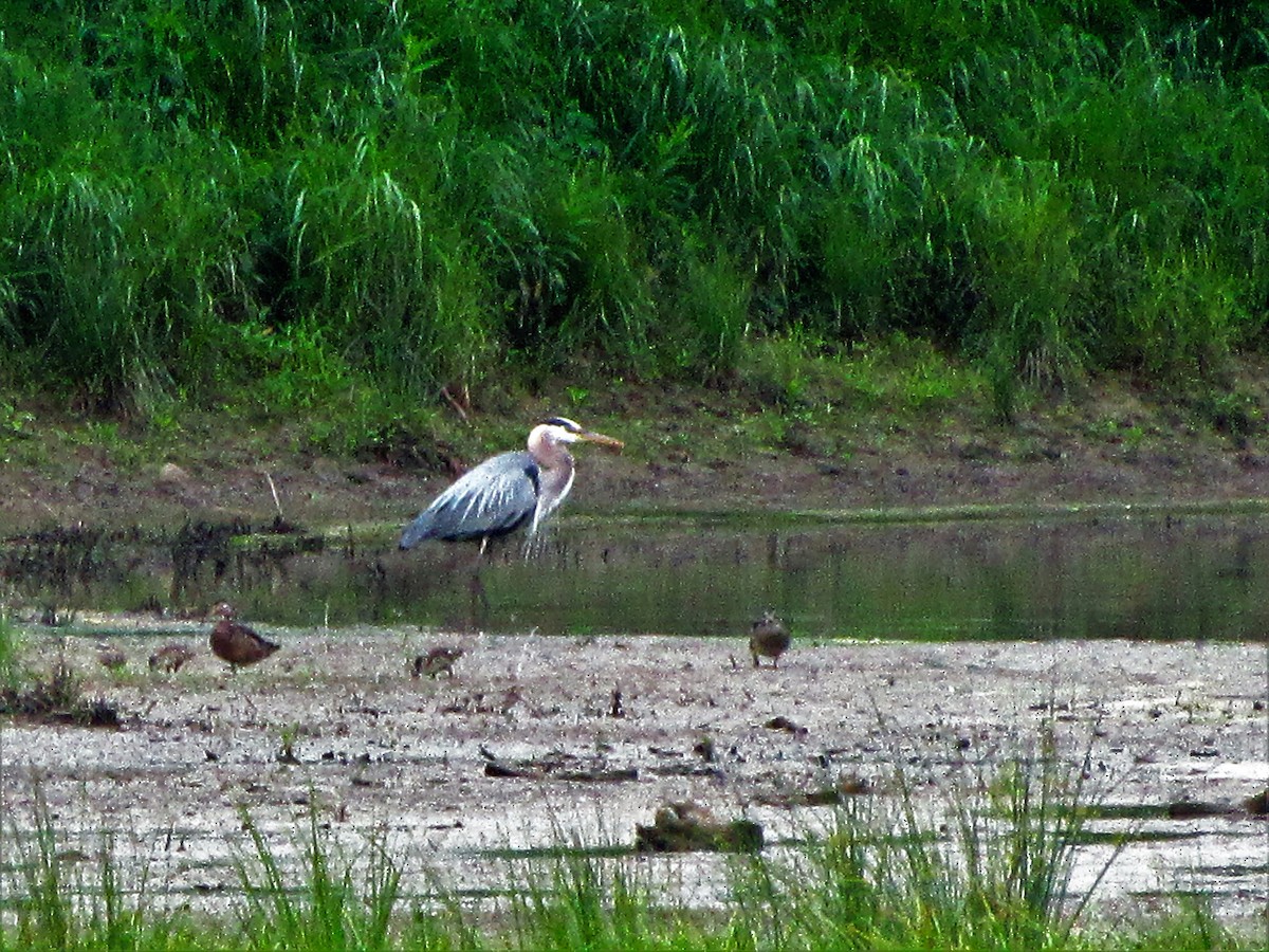 Great Blue Heron - ML103477201