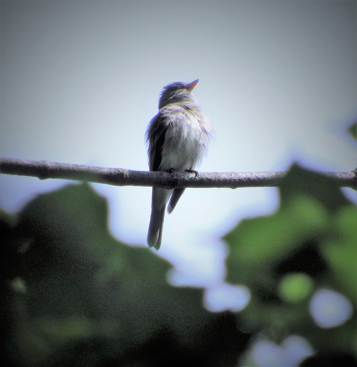 Eastern Wood-Pewee - Fred Kachmarik