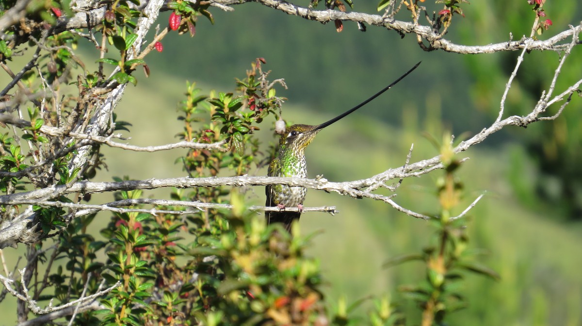 Sword-billed Hummingbird - ML103478921