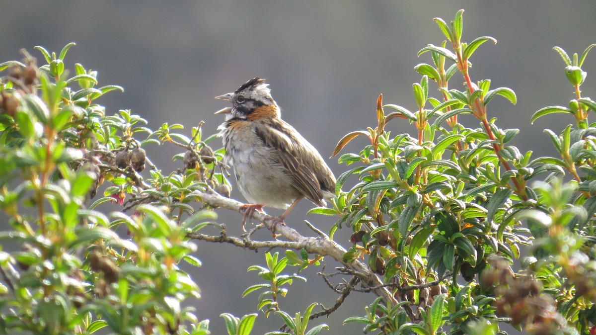 Rufous-collared Sparrow - ML103479051