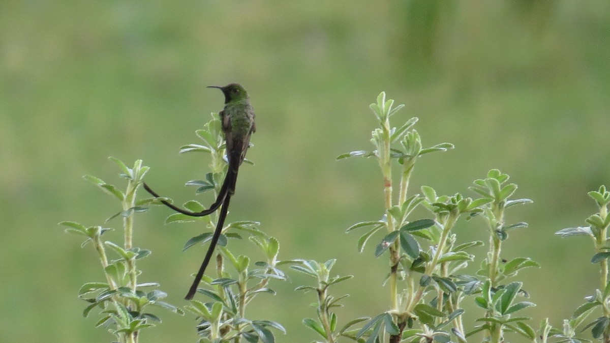 Black-tailed Trainbearer - ML103479161