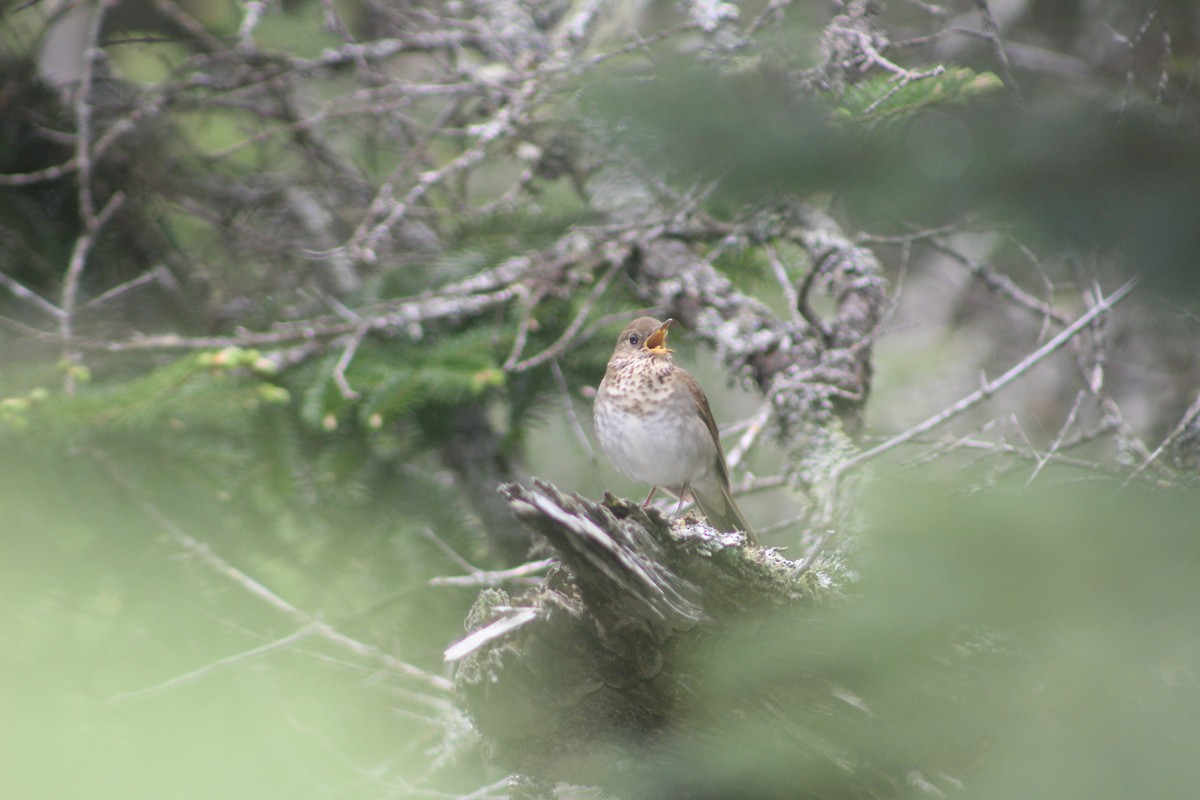 Bicknell's Thrush - ML103479231