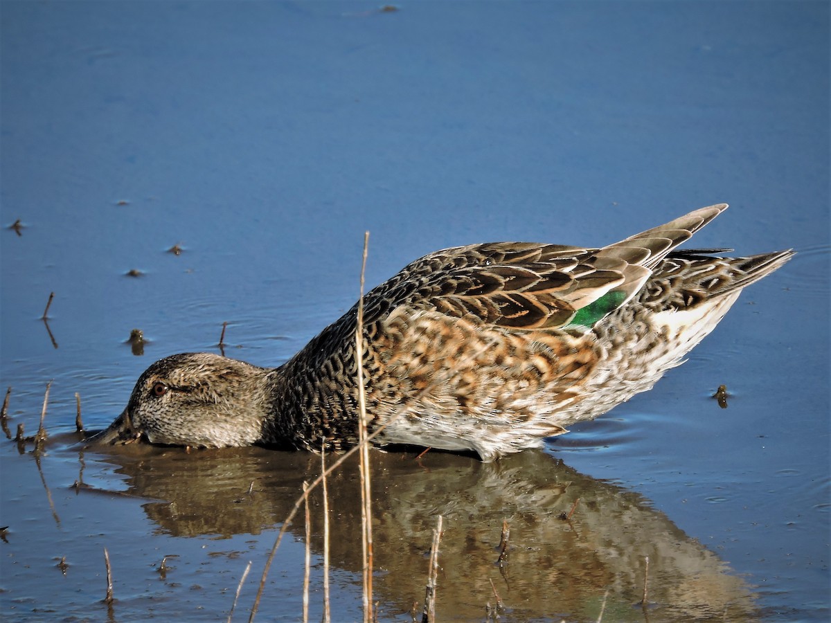 Green-winged Teal - S. K. Jones