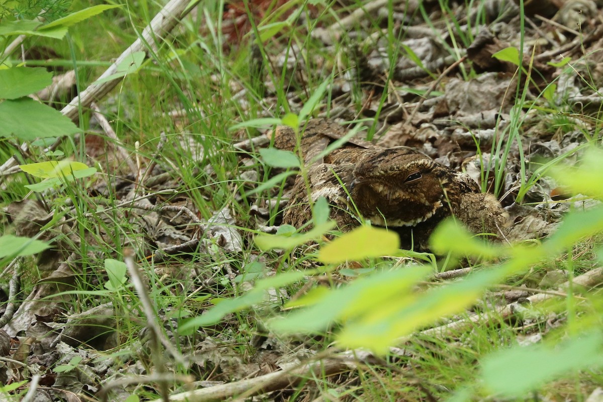 Chuck-will's-widow - Oscar Wilhelmy
