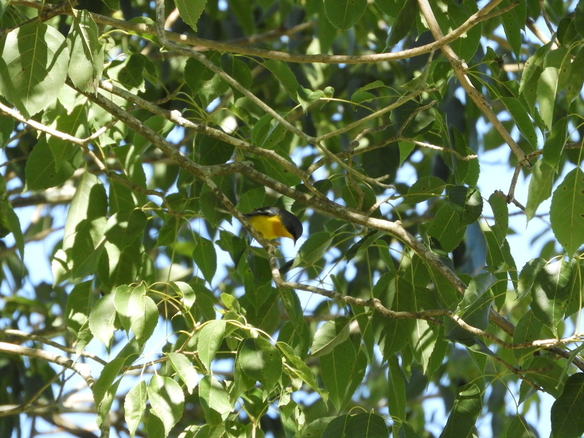 Tropical Parula - ML103485161