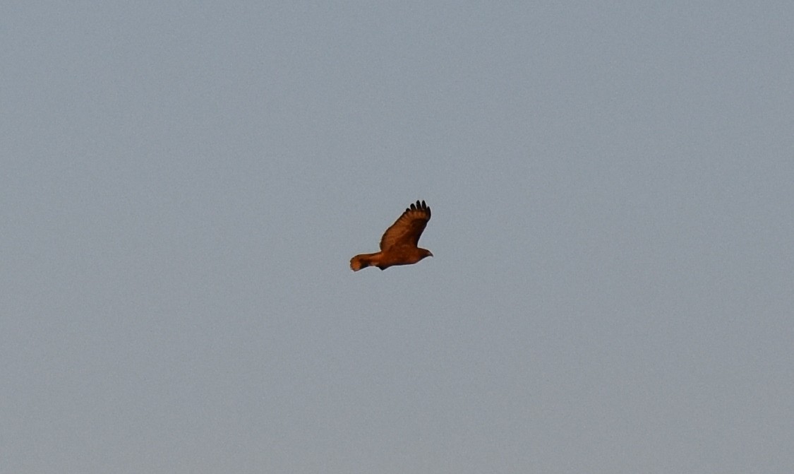Red-tailed Hawk - ML103487651