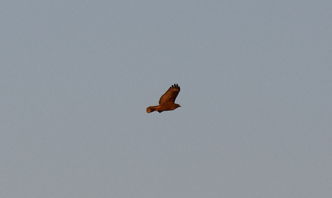 Red-tailed Hawk - David Wheeler