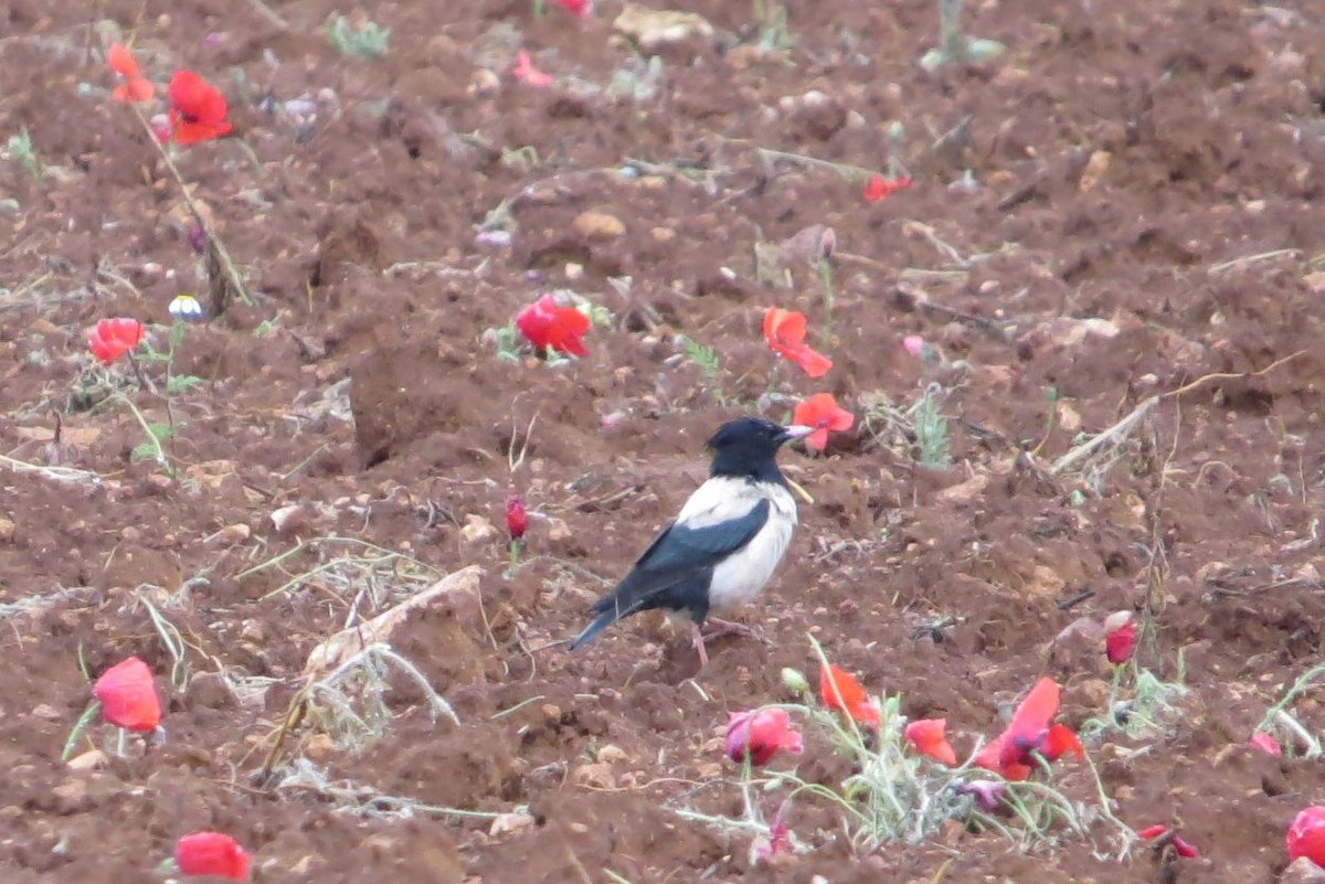 Rosy Starling - ML103487711