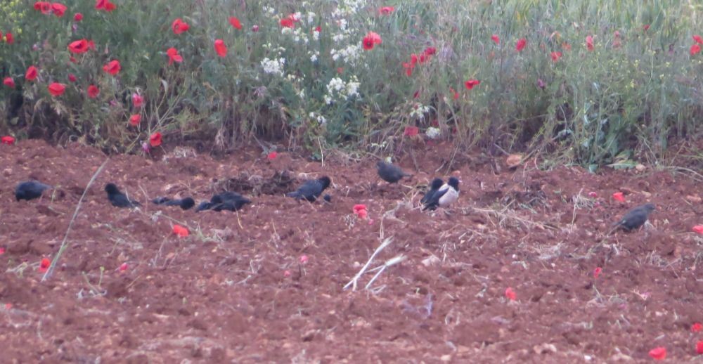 Rosy Starling - José Antonio Cañizares Mata