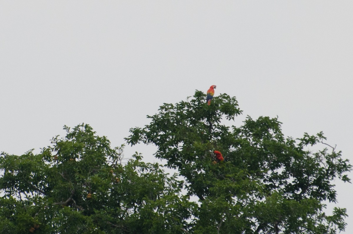 Scarlet Macaw - ML103488021