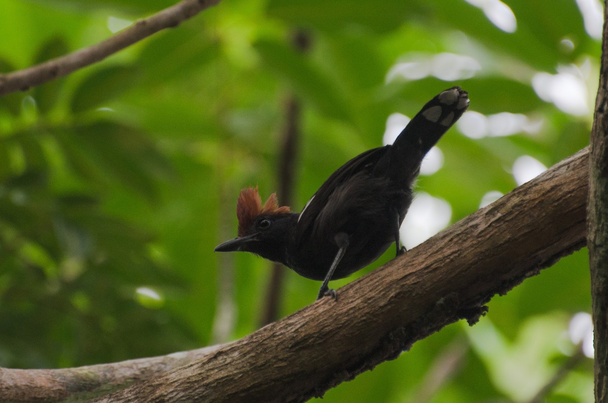 Glossy Antshrike - ML103488171