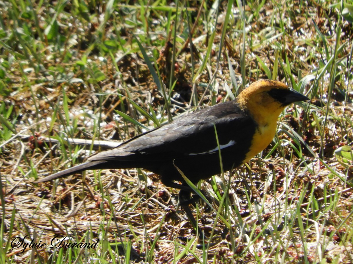 Yellow-headed Blackbird - ML103488181