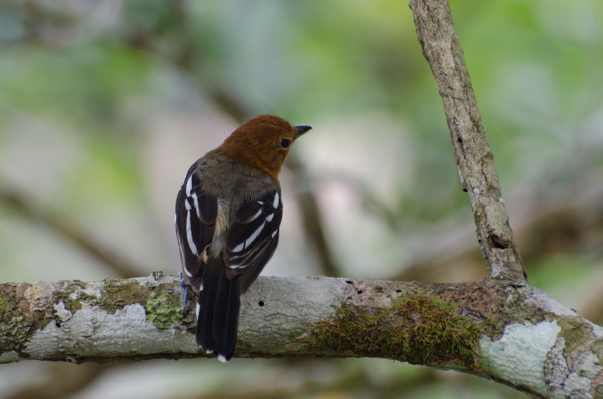 Amazonian Antshrike - ML103488271