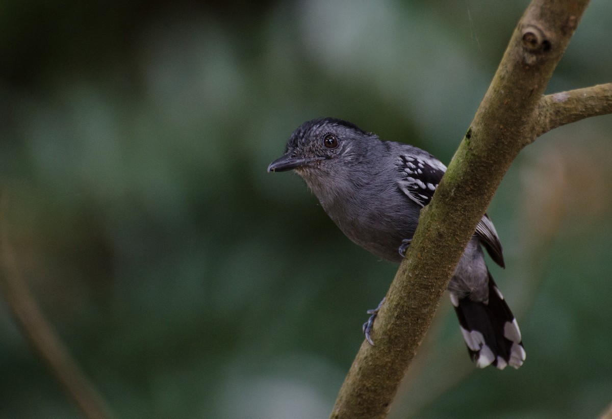 Amazonian Antshrike - ML103488291