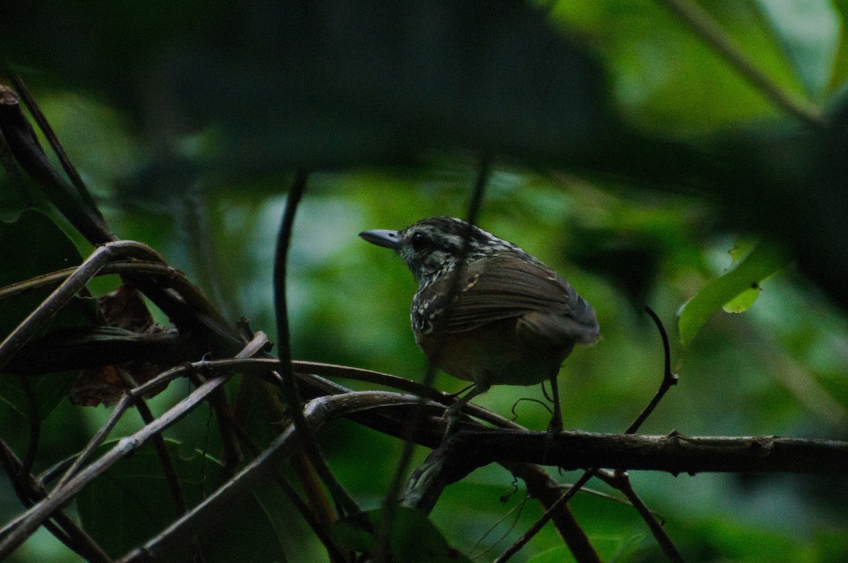 Peruvian Warbling-Antbird - ML103488451