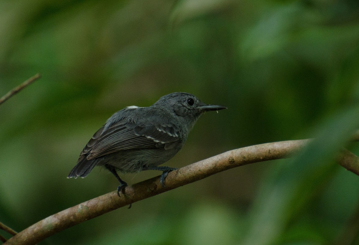 Leaden Antwren - Marcos Eugênio (Birding Guide)