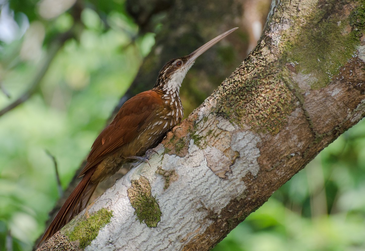 Long-billed Woodcreeper - ML103488871