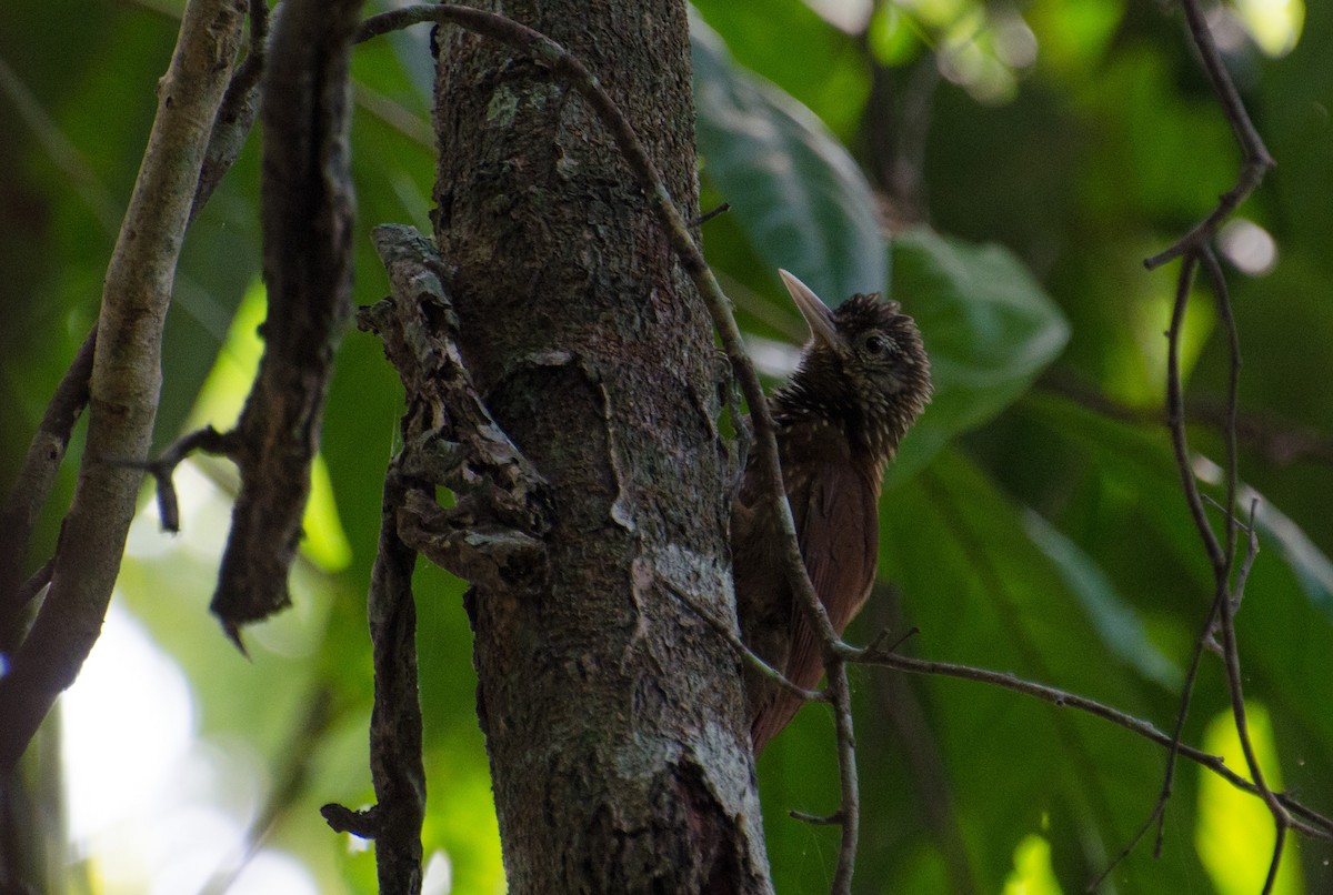 Zimmer's Woodcreeper - ML103488981