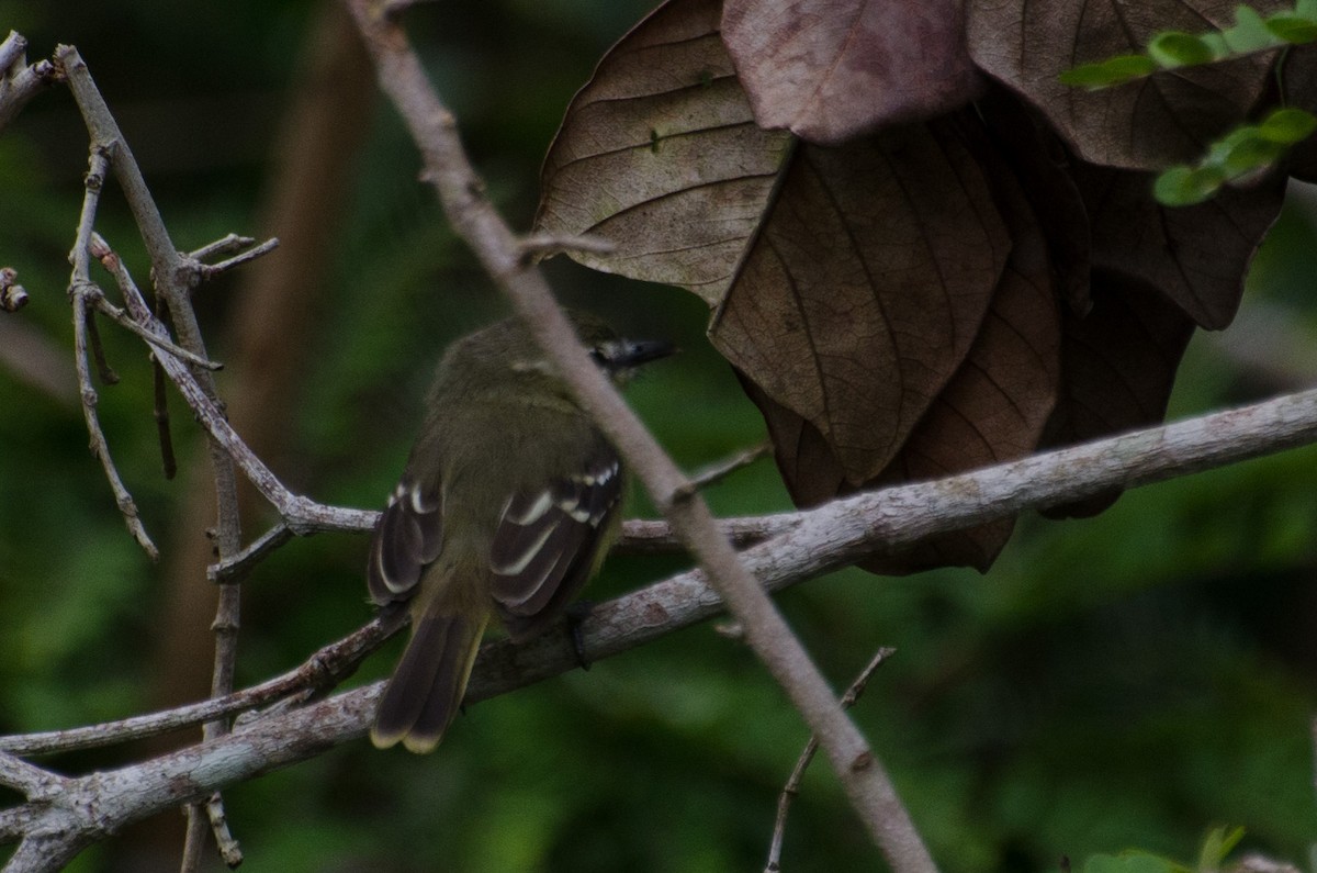 Amazonian Tyrannulet - ML103489461