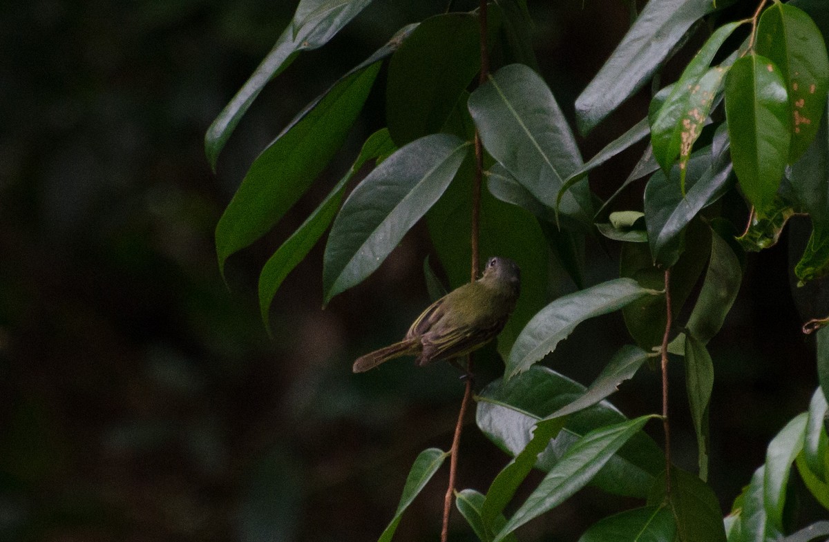 Yellow-margined Flatbill - Marcos Eugênio Birding Guide