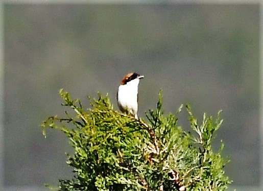 Woodchat Shrike - ML103489961