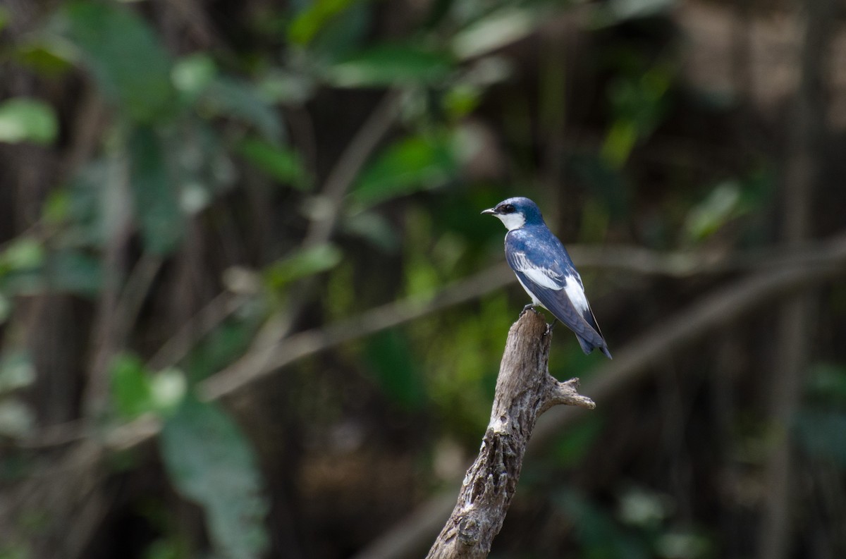 White-winged Swallow - Marcos Eugênio Birding Guide