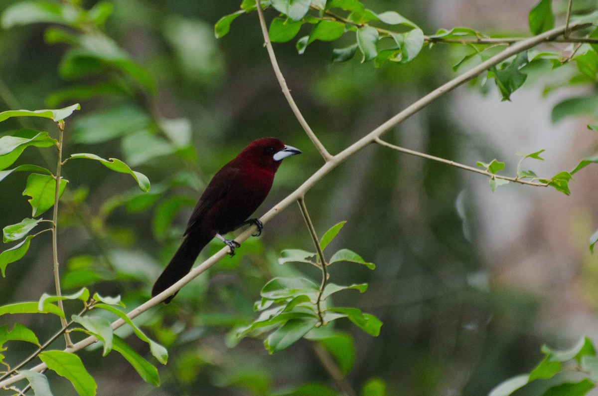 Silver-beaked Tanager - Marcos Eugênio Birding Guide