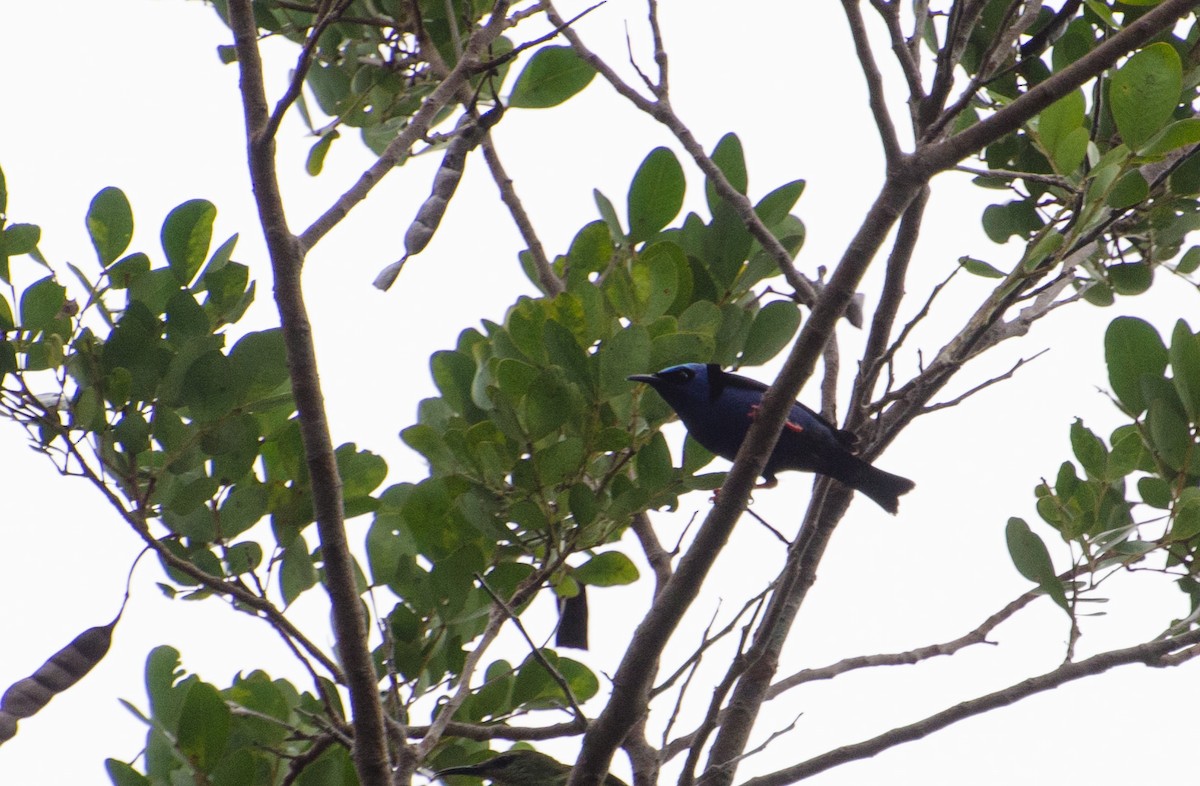 Red-legged Honeycreeper - ML103490721