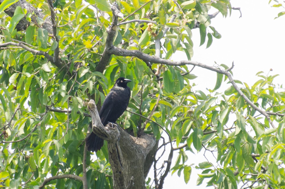 Giant Cowbird - ML103491071