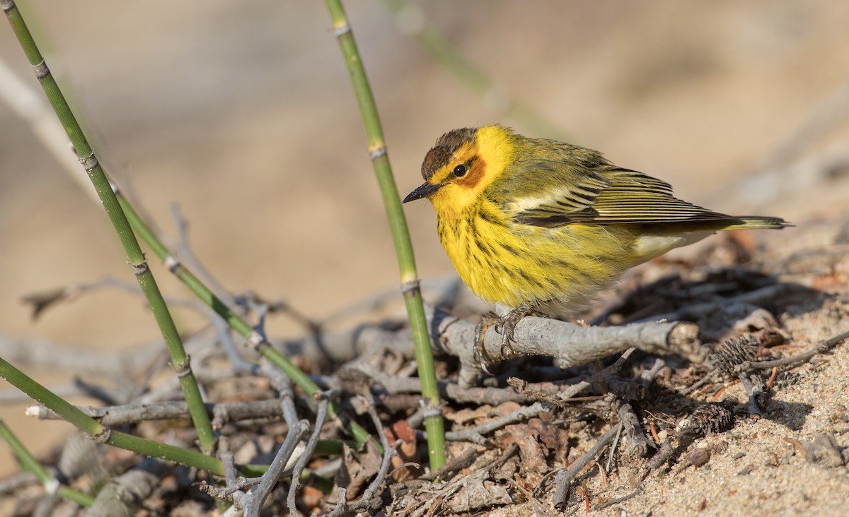 Cape May Warbler - Ian Davies