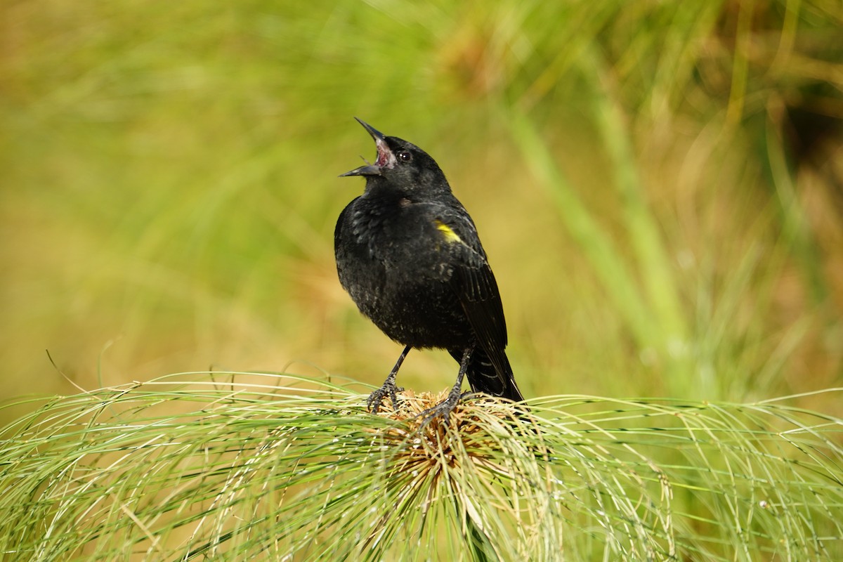 Yellow-winged Blackbird - ML103494151