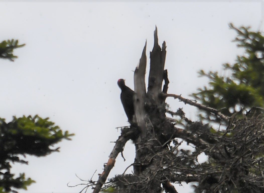 Black Woodpecker - ML103495161