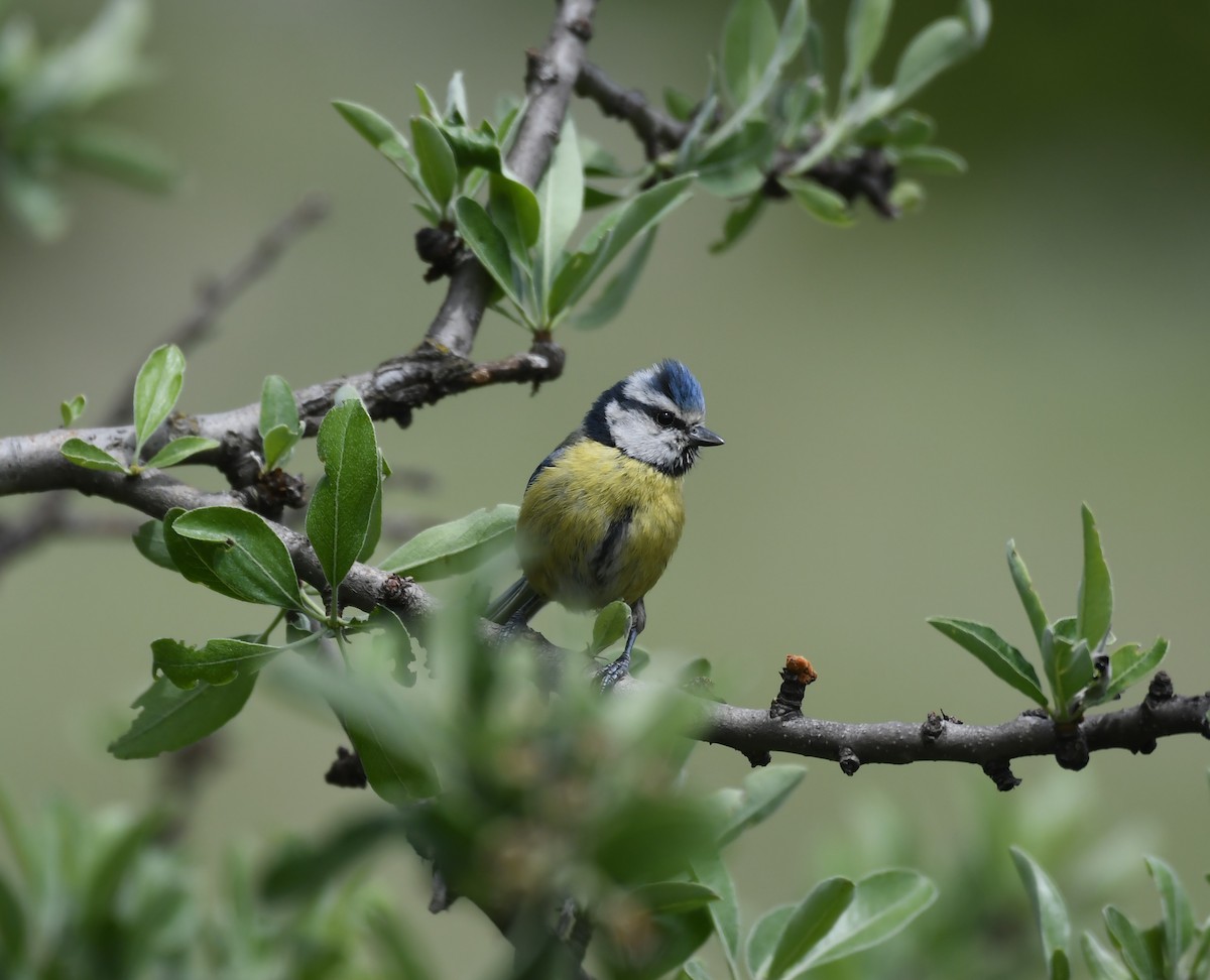 Eurasian Blue Tit - ML103495831