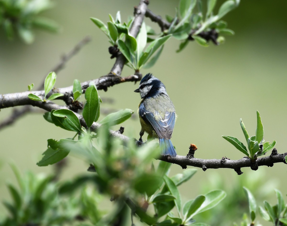 Eurasian Blue Tit - ML103495841