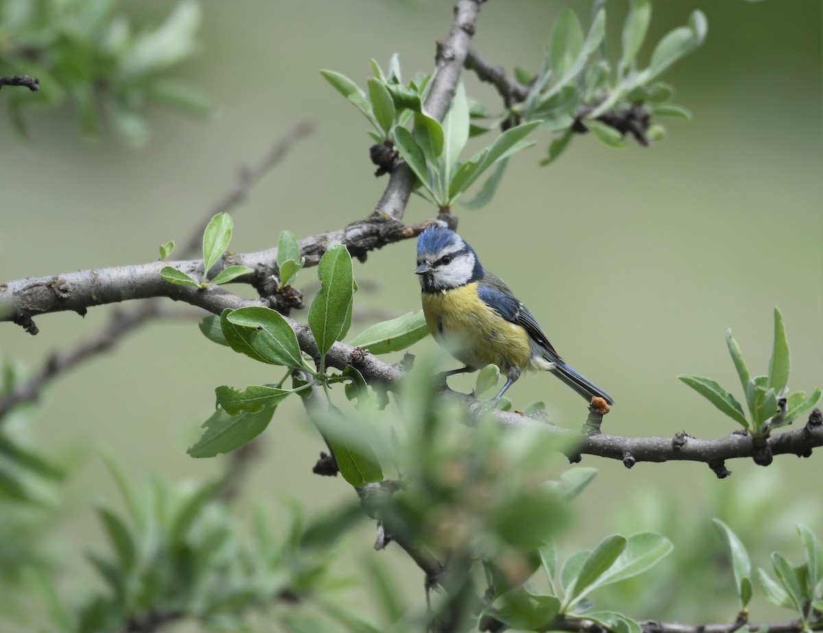 Eurasian Blue Tit - ML103495871